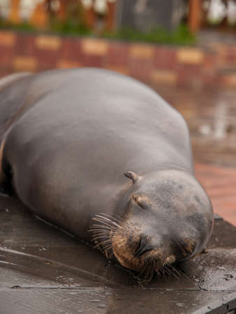 Sleeping wet large sea lion on tiles in port on San Cristobal, Galapagos Islands, Ecuador.の写真素材