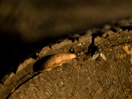 Mushroom growing out of tree stump with house fly sitting on it.