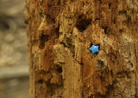 Small blue plastic star embedded in orange tree trunk half eaten by termites.の写真素材