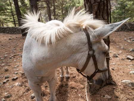 White horse tethered to tree on hiking path through Samarian Gorge, Crete, Greece, Europe.の写真素材