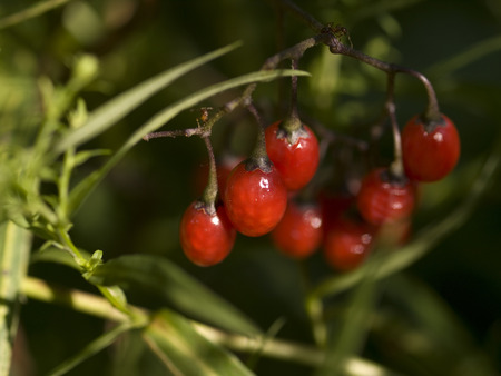 Red berries growing on bush on Toronto Island, Ontario, Canada.の写真素材