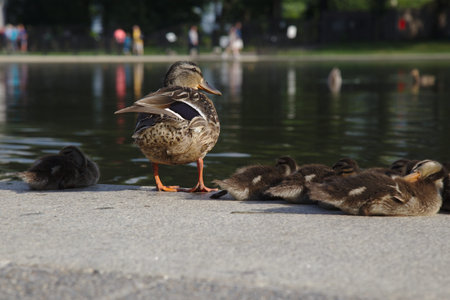 Male, female and young mallard ducks o concrete in front of pool of water.