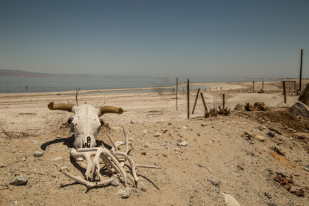 Skull with horns on sand bank at Salton Sea in California in 2015.の写真素材