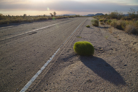 Green bush at the side of the road in Mojave National Park at sunset.の写真素材