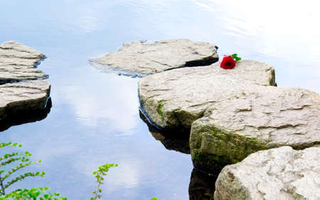 Single rose on the rocksの写真素材