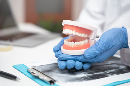 Doctor in the office holds the jaw. Dentist shows how to care for healthy teeth