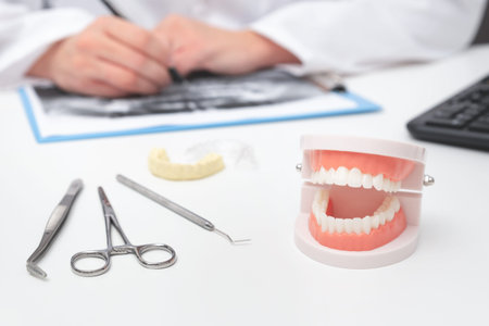 Teeth model in dentist office. Dental care, medical consultation concept