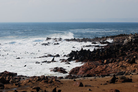 Sea lions in freedom