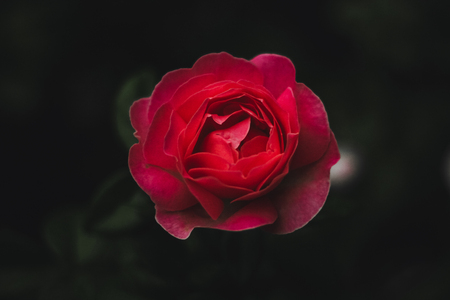 Field of cosmos flowerの写真素材