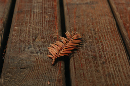 Dry leaf on the wooden floor. Autumn background. selective focusの写真素材
