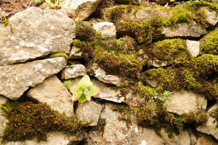 Green moss on stone wall, closeup of photo. nature backgroundの写真素材
