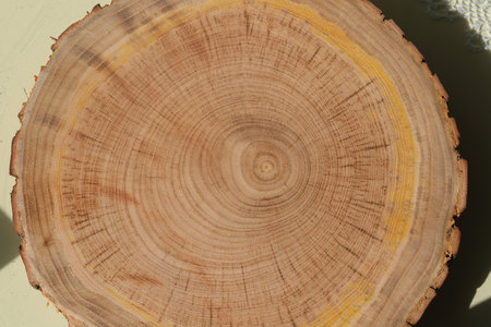 Cross section of tree trunk with annual rings. Abstract nature background.の写真素材