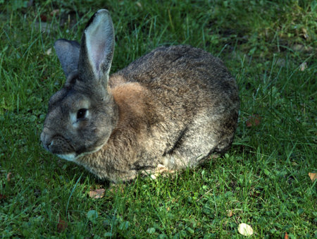 Hase erholt sich in aller Ruhe im Grasの写真素材