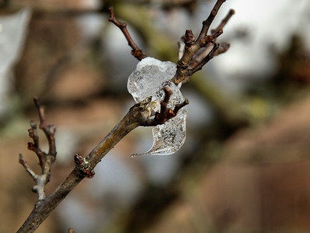 Mit kleinem Eiszapfen belasteter Zweigの写真素材