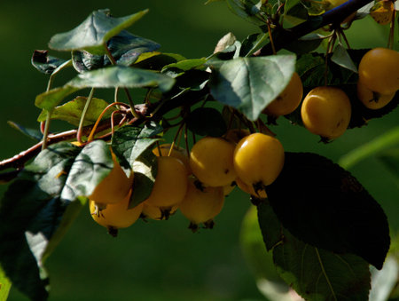 gelbe Fruechte an Zweigの写真素材
