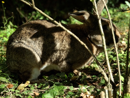 Hase sucht Deckung im Unterholzの写真素材