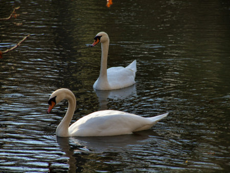 Erwachsenes Scwanenpaar auf einem Fluss dahin gleitendの写真素材