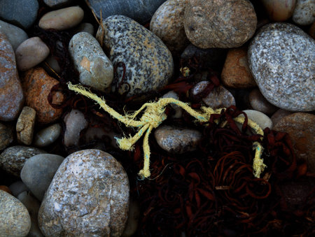 an bretonischer Kueste im Finistere angespueltes Seil auf Steinenの写真素材