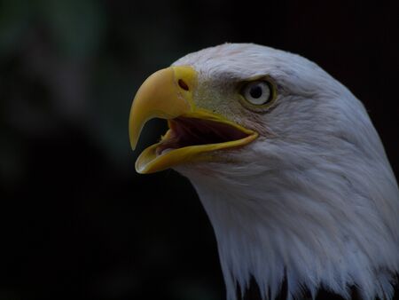 Weisskopfseeadler mit offenem Schnabelの写真素材