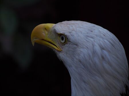 Weisskopfseeadler von hintenの写真素材