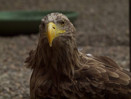 white tailed eagleの写真素材