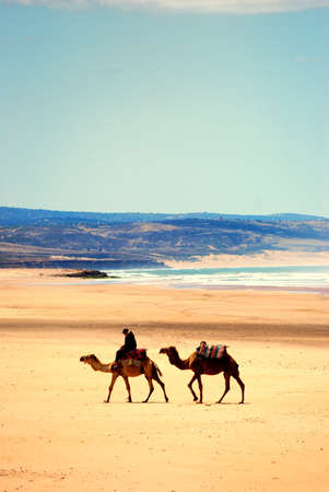 camels on the beachの写真素材