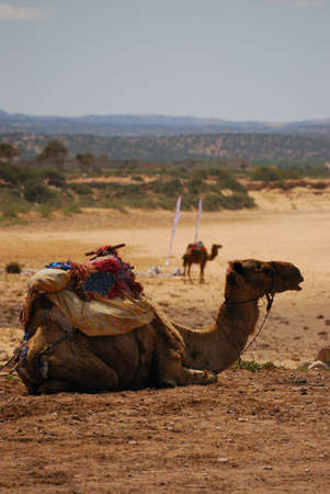 Camel resting in the desert in Moroccoの写真素材