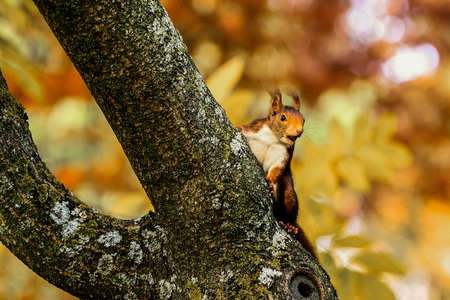 Curious squirrel in tree of Aranjuez parkの写真素材