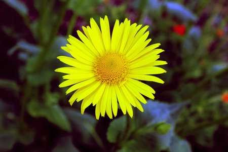 Summer flowersの写真素材