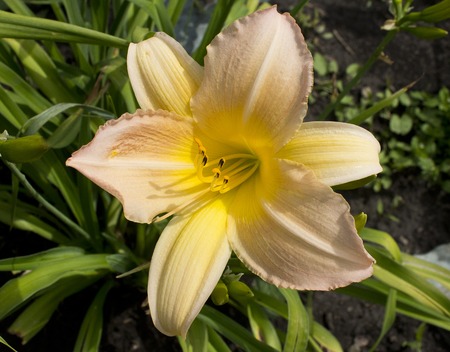 Yellow flower on background of green grassの写真素材