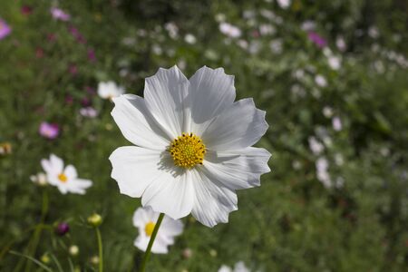 White flower on background of green grassの写真素材