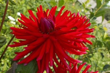 Red flower on green grass backgroundの写真素材