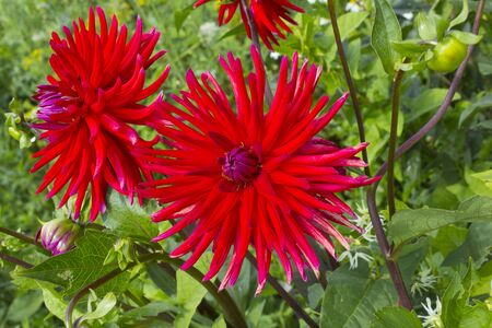 Red flower on green grass backgroundの写真素材