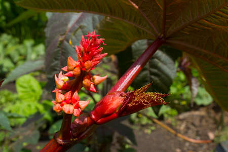 Red flower on green grass backgroundの写真素材