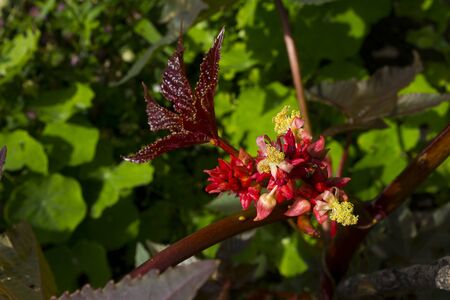 Red flower on green grass backgroundの写真素材