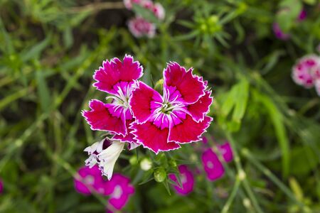 Red flower on green grass backgroundの写真素材