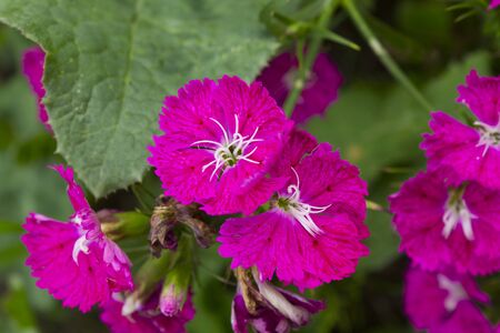 Red flower on green grass backgroundの写真素材