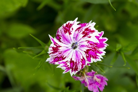 Red and white flower on green grass backgroundの写真素材