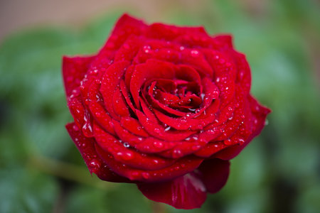 drops on a roseの写真素材