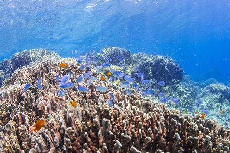 many fishes at beautiful sceneの写真素材