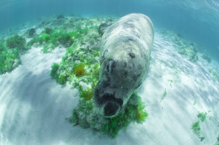 Sea lion approached at meの写真素材