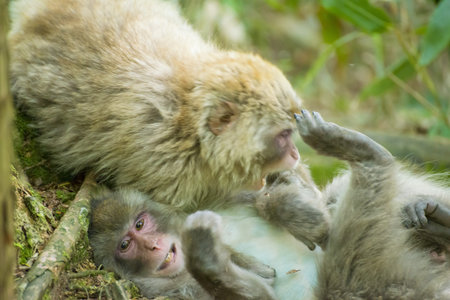 Parent monkeysの写真素材
