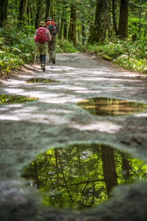 Forest reflection in the puddleの写真素材