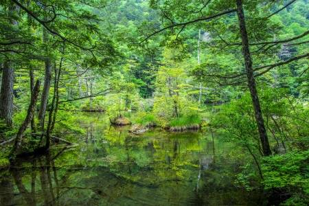 Green pondの写真素材