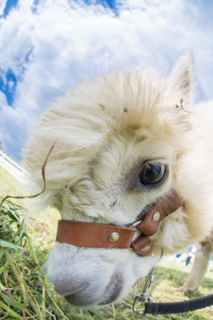 very cute alpacasの写真素材