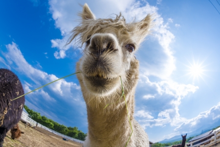 very cute alpacasの写真素材