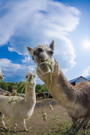 very cute alpacasの写真素材