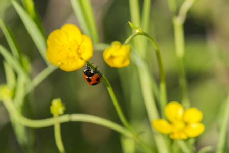 Ladybugの写真素材