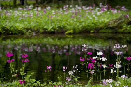 primula japonicaの写真素材
