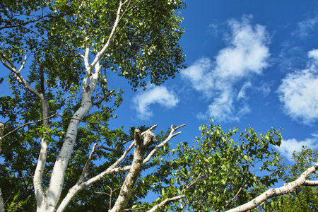 White birch